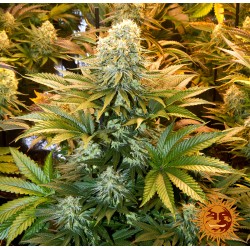 BANANA PUNCH · Barneys Farm · cannabis seeds · Fem