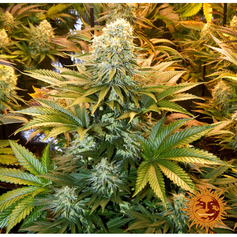 BANANA PUNCH · Barneys Farm · kenevir tohum - Disi  · Fem