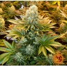 BANANA PUNCH · Barneys Farm · cannabis seeds · Fem