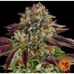 BISCOTTI MINTZ · Barneys Farm · cannabis seeds · Fem