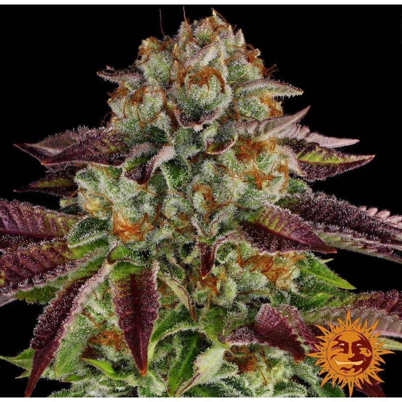 BISCOTTI MINTZ · Barneys Farm · kenevir tohum - Disi  · Fem