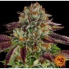 BISCOTTI MINTZ · Barneys Farm · kenevir tohum - Disi  · Fem