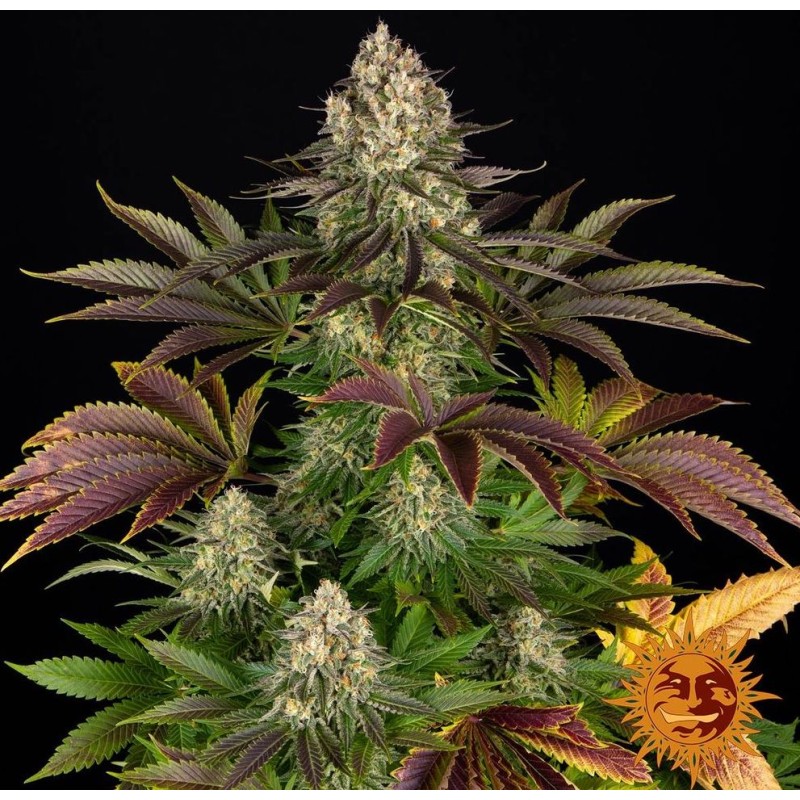 BISCOTTI · Barneys Farm · kenevir tohum · Disi · Fem