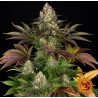 BISCOTTI · Barneys Farm · kenevir tohum · Disi · Fem