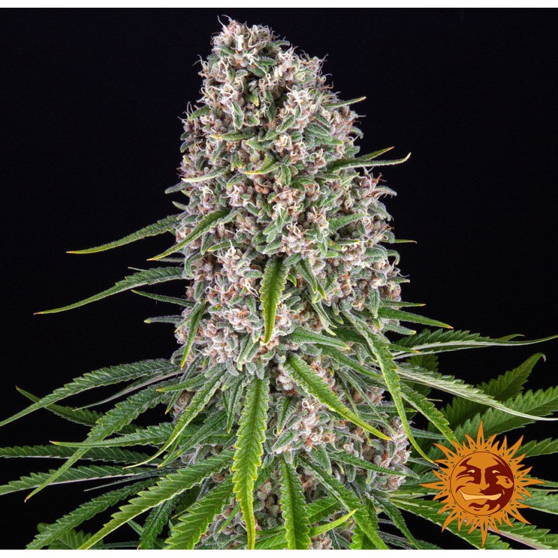 BLUE CHEESE · Barneys Farm · kenevir tohum · Disi · Fem