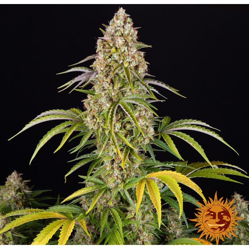 CRITICAL KUSH AUTO · Barneys Farm · kenevir tohum - Disi  · AutoFem