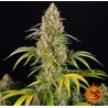 CRITICAL KUSH AUTO · Barneys Farm · kenevir tohum - Disi  · AutoFem