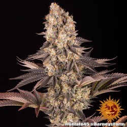 GELATO 45 · Barneys Farm · cannabis seeds · Fem
