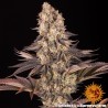 GELATO 45 · Barneys Farm · kenevir tohum - Disi  · Fem