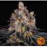 GELATO · Barneys Farm · cannabis seeds · Fem
