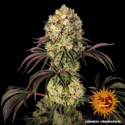 GLOOKIES · Barneys Farm · cannabis seeds · Fem