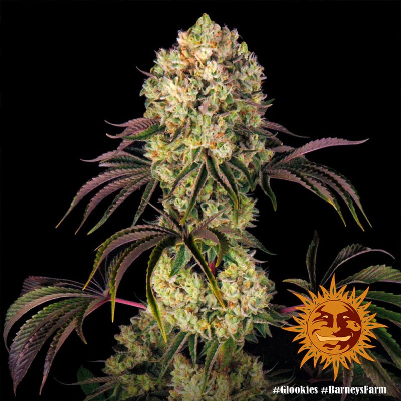 GLOOKIES · Barneys Farm · cannabis seeds · Fem