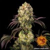 GLOOKIES · Barneys Farm · cannabis seeds · Fem