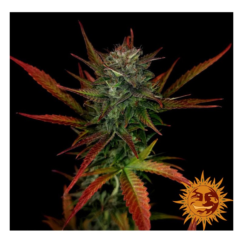 GLUE GELATO AUTO · Barneys Farm · kenevir tohum · AutoFem