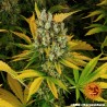 GMO · Barneys Farm · kenevir tohum · Disi · Fem