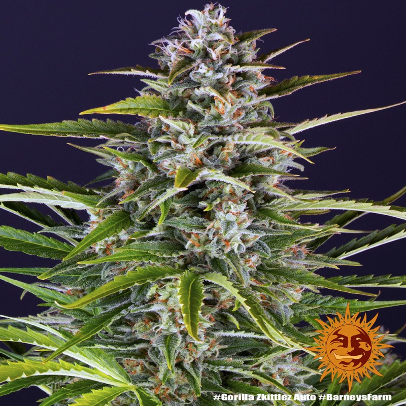 GORILLA ZKITTLEZ AUTO · Barneys Farm · cannabis seeds · AutoFem