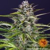 GORILLA ZKITTLEZ AUTO · Barneys Farm · cannabis seeds · AutoFem