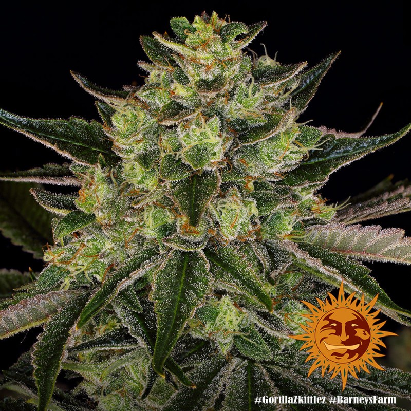 GORILLA ZKITTLEZ · Barneys Farm · kenevir tohum - Disi  · Fem