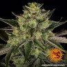 GORILLA ZKITTLEZ · Barneys Farm · kenevir tohum - Disi  · Fem