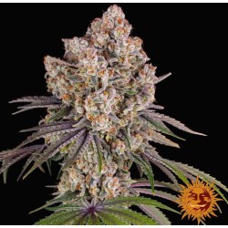 ICE CREAM CAKE · Barneys Farm · kenevir tohum · Disi · Fem