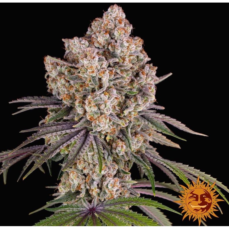ICE CREAM CAKE · Barneys Farm · cannabis seeds · Fem