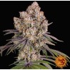 ICE CREAM CAKE · Barneys Farm · kenevir tohum · Disi · Fem
