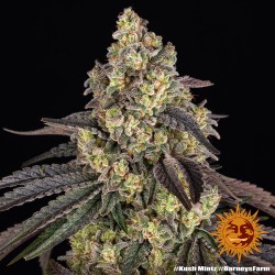 KUSH MINTZ · Barneys Farm · kenevir tohum - Disi  · Fem