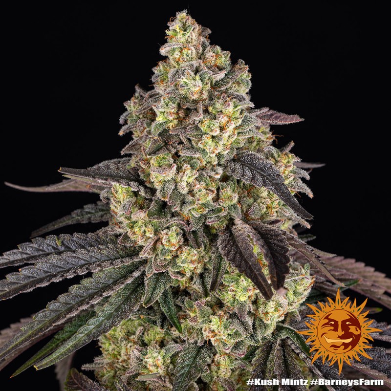 KUSH MINTZ · Barneys Farm · cannabis seeds · Fem