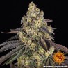 KUSH MINTZ · Barneys Farm · cannabis seeds · Fem