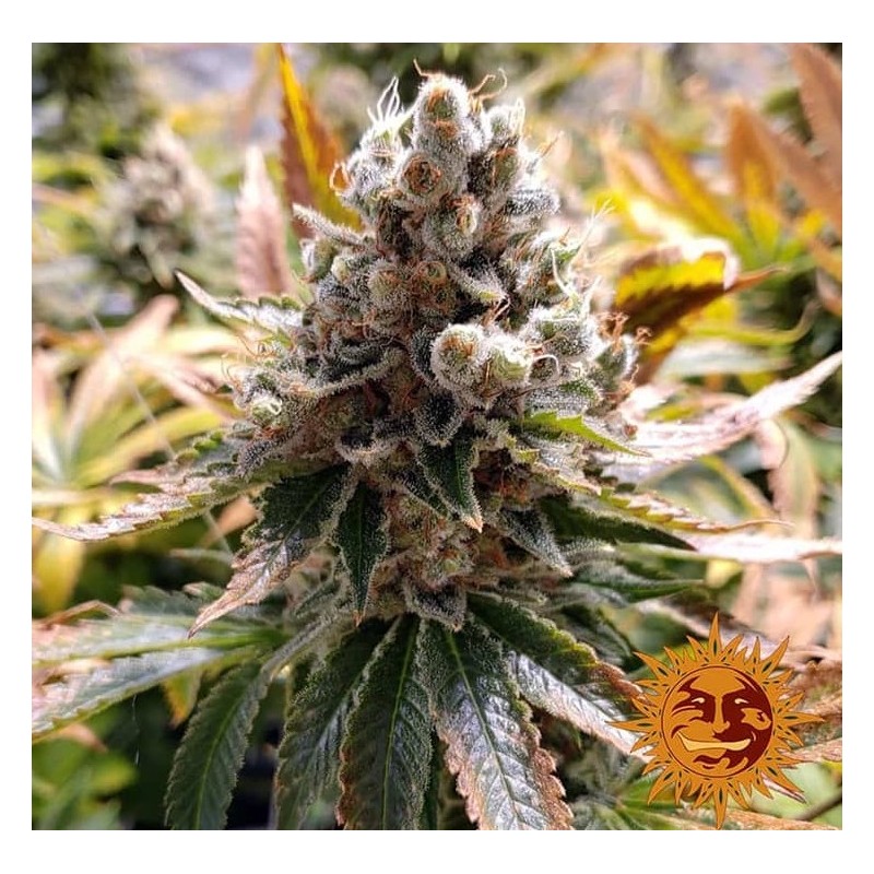 LAUGHING BUDDHA · Barneys Farm · cannabis seeds · Fem