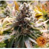 LAUGHING BUDDHA · Barneys Farm · kenevir tohum - Disi  · Fem