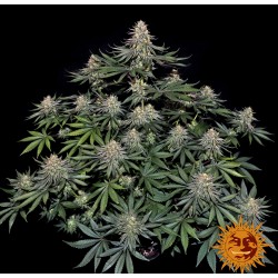 LEMON DRIZZLE · Barneys Farm  · kenevir tohum · Disi · Fem