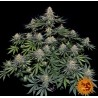 LEMON DRIZZLE · Barneys Farm · cannabis seeds · Fem