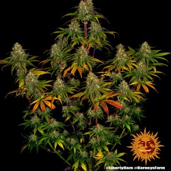 LIBERTY HAZE · Barneys Farm · cannabis seeds · Fem