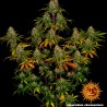LIBERTY HAZE · Barneys Farm · kenevir tohum - Disi  · Fem