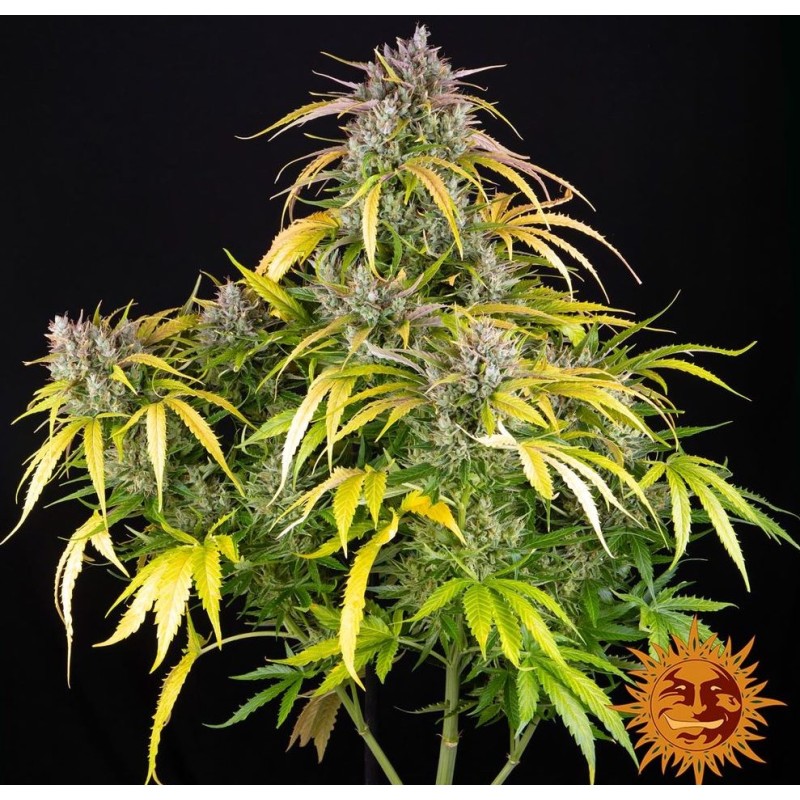 LSD AUTO· Barneys Farm · cannabis seeds ·  AutoFem
