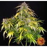 LSD AUTO · Barneys Farm · kenevir tohum · AutoFem