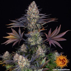 LSD · Barneys Farm · cannabis seeds · Fem
