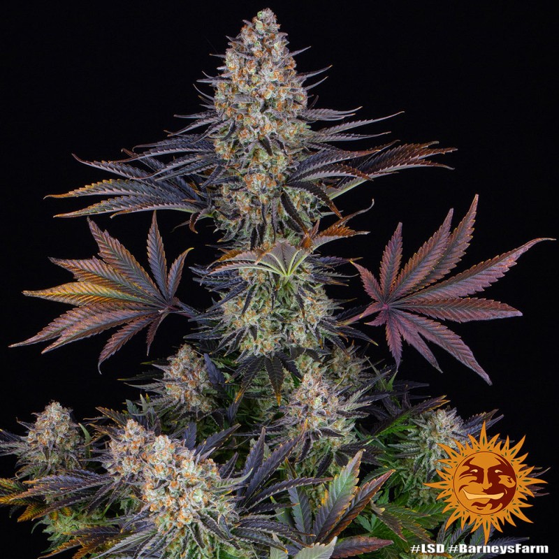 LSD · Barneys Farm · kenevir tohum · Disi · Fem