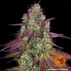 MIMOSA EVO · Barneys Farm · kenevir tohum · Disi · Fem