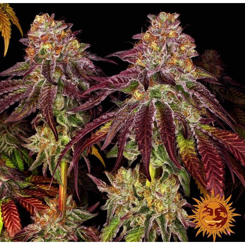 MIMOSA X ORANGE PUNCH AUTO · Barneys Farm · cannabis seeds · AutoFem