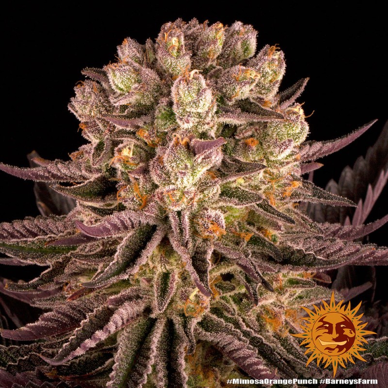 MIMOSA X ORANGE PUNCH · Barneys Farm · kenevir tohum · Disi · Fem