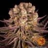 MIMOSA X ORANGE PUNCH · Barneys Farm · kenevir tohum · Disi · Fem