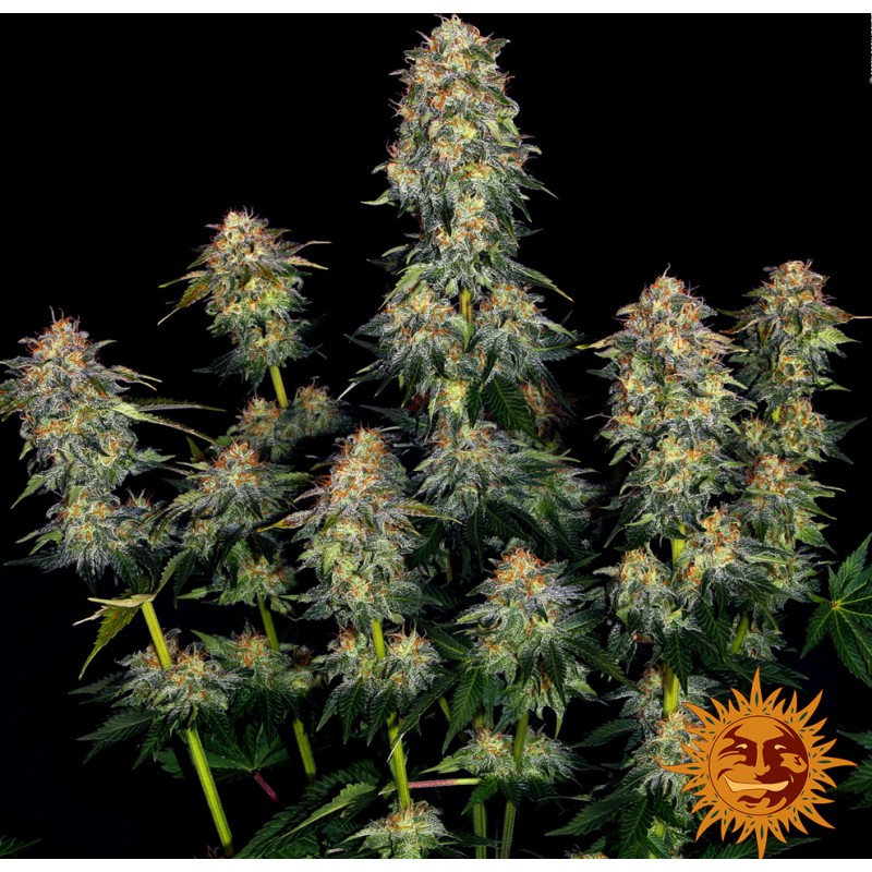 MOBY DICK AUTO  · Barneys Farm · cannabis seeds ·  AutoFem