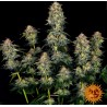 MOBY DICK AUTO  · Barneys Farm · cannabis seeds ·  AutoFem