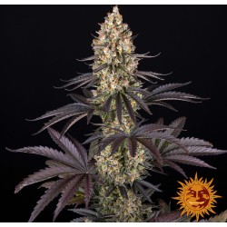 OG KUSH · Barneys Farm · cannabis seeds · Fem
