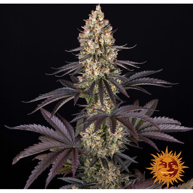 OG KUSH · Barneys Farm · cannabis seeds · Fem