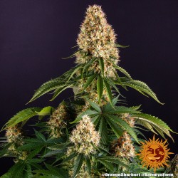 ORANGE SHERBERT · Barneys Farm · kenevir tohum · Disi · Fem