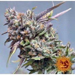 PEYOTE COOKIES · Barneys Farm · kenevir tohum · Disi · Fem