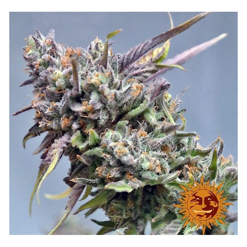PEYOTE COOKIES · Barneys Farm · cannabis seeds · Fem